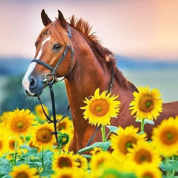 Sunflower Horse Sublimated Tumbler